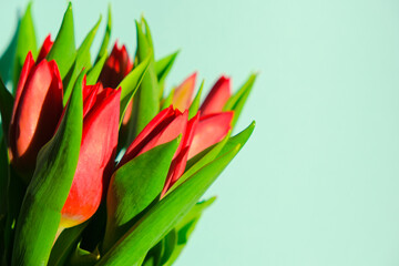 Red tulip bouquet on color background. Easter and spring greeting card Woman day concept Copyspace for text.