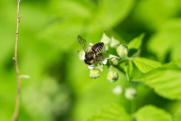 Leafcutter Bee on Black Raspberry Flowers