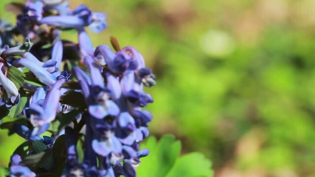 The flower of the Corydalis solida, the fumewort