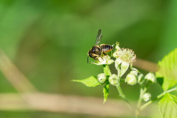 Leafcutter Bee on Black Raspberry Flowers