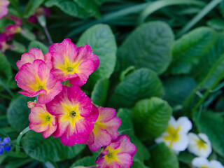 pink flowers with a yellow center with green leaves