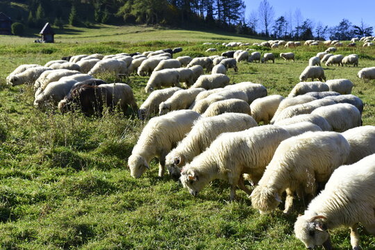wypas owiec, Redyk, owce schodzą z hal w doliny, przejście owiec przez miasto, tradycja w Małopolsce, 