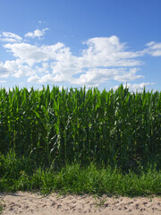 Obraz premium Plants of corn on a farm plot. Farmland. Growing corn. Agro-landscape.