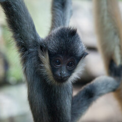 White faced gibbon baby monkey