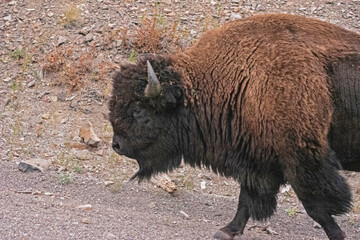 Closeup pictures of a wild Bison in Yellowstone National Park.