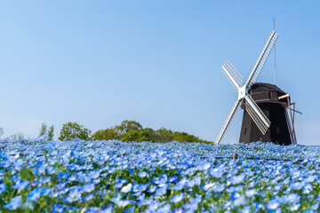 花博記念公園鶴見緑地の風車とネモフィラ