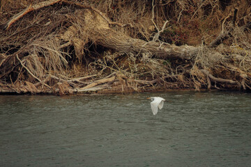 Garceta blanca en vuelo y aterrizando en el río