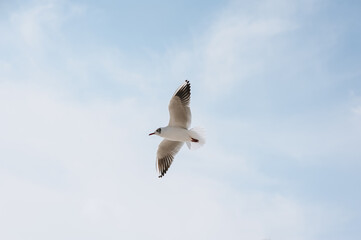 A beautiful, large white seagull flies against the blue sky, soaring above the clouds, spreading its wings. Photography of birds.