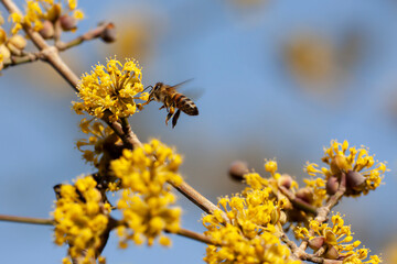 Bee flying on flowers