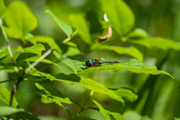 Racket Tailed Emerald Dragonfly on Leaf