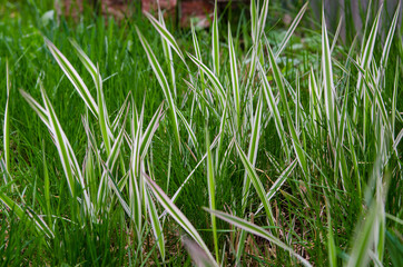 green grass with white stripes