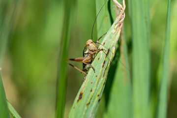 Roesel's Katydid on Leaf in Springtime