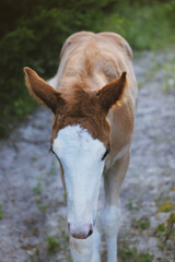 Bald face foal close up shows colt horse during summer.