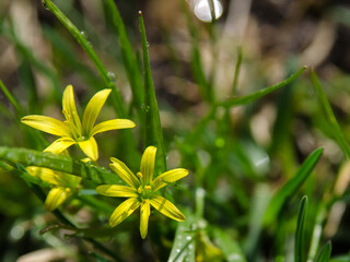 first spring flowers of goose onions