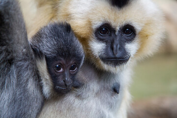 white faced gibbon baby money with mom
