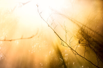 Close up of tree branch in the sunlight