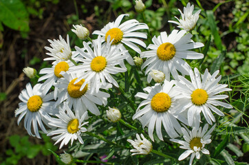 daisy bush in the garden