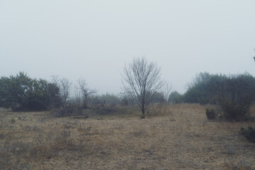 Rural Texas landscape with foggy weather during winter.