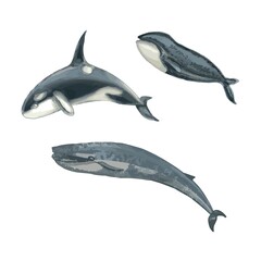 Whales killer whales dolphins underwater life animals fish. Hand drawn illustration vector set on white background realistic style sketch patern seamless