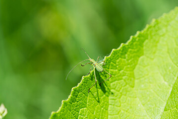 Scudder's Bush Katydid Nymph in Springtime