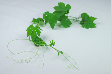 Green plant on a white surface. Twining plant on a white background. A photo of a plant with a low depth of field