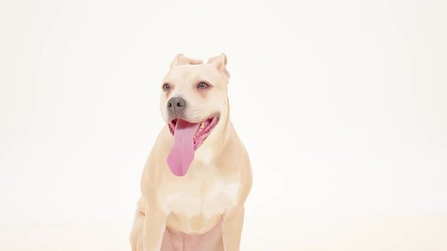 Dog Portrait breathing with Tongue out American Staffordshire Terrier