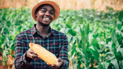 African farmer man holding  a fresh corn by in a farm land.16:9 style