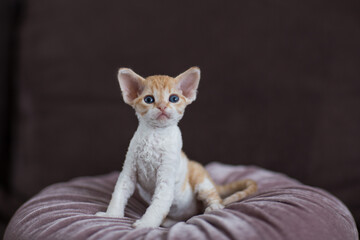 little devon rex kitten sitting on a pillow