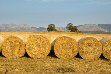 Straw bales in the summer landscape