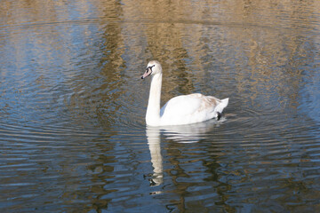 Obraz premium A Mute Swan (cygnus olor) in the Ziegeleipark, Heilbronn, Germany