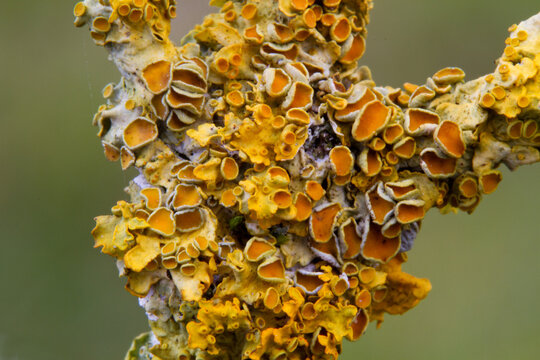 Closeup of Common orange lichen growing on a branch of Elder