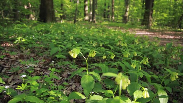 The tuberous comfrey flowers in the forest