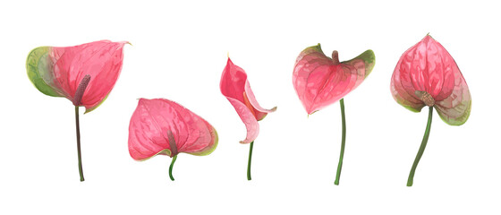 A set of five different Anthurium flowers isolated on a white background. Bright green-pink buds. Vector botanical illustration. Exotic and tropical elements for design wedding invitations and cards