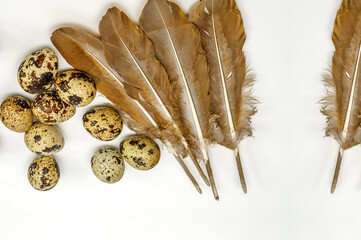 quail eggs and bird feathers,bird feathers in gold color, top view, texture of delicate feathers arranged in a fan, macro