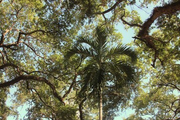 High trees in the sky 