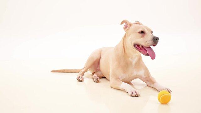 Dog American Staffordshire Terrier Standing Relaxing White Background