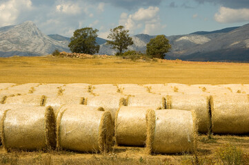Straw bales in the summer landscape