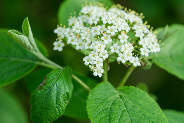 Viburnum Flowers in Bloom in Springtime