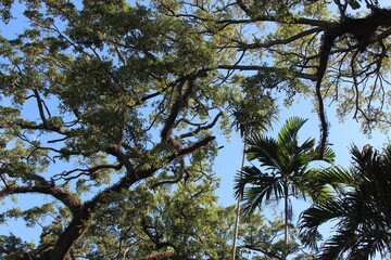 High trees in the sky 