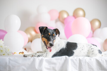 Happy first dog birthday. Beautiful jack russel terrier dog with many balloons on white background. Pets and holiday concept