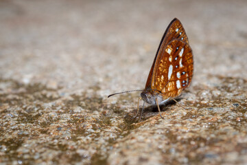 Butterfly drinking liquid from the ground