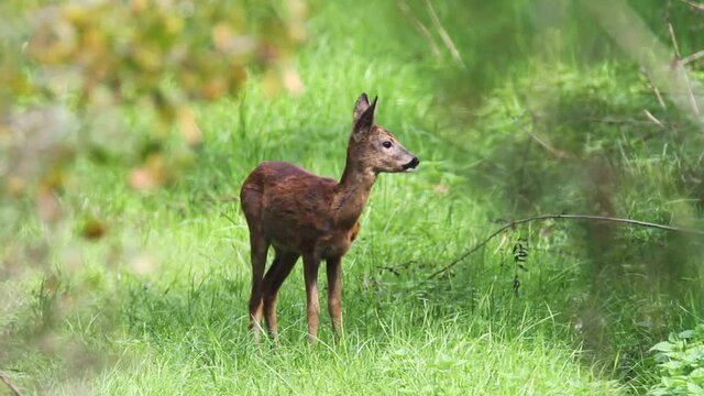 The young roe deer on the meadow