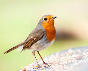 bird, robin, nature, wildlife, animal, red, wild, birds, beak, branch, garden, redbreast, winter, breast, feathers, feather, songbird, orange, tree, green, erithacus, thrush
