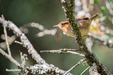 Mountain Wren (Troglodytes solstitialis) leaping between the high branches of a tree