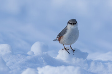 Nuthatch sitting in the snow. Shot in Sweden, Scandinavia