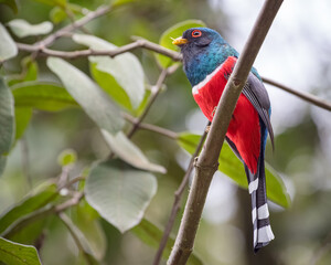 Masked Trogon (Trogon personatus) after feeding on a huge cricket