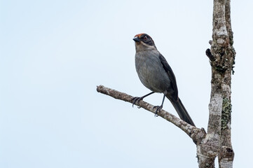 Antioquia Brush-finch (Atlapetes blancae) perched on a pole on top of a tree in Santa Rosa de Osos