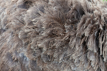 Background and texture of brown ostrich feathers or other large bird.