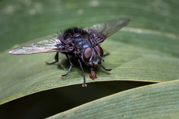 Fly looking for food on some leaves