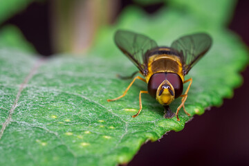 Yellow fly looking for food on some leaves